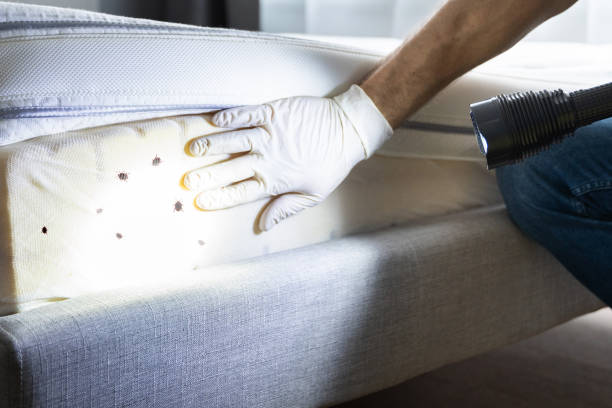 Best Emergency Pest Control  in Wake Forest, NC